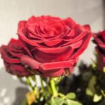 rose Explorer, троянда Експлоуер