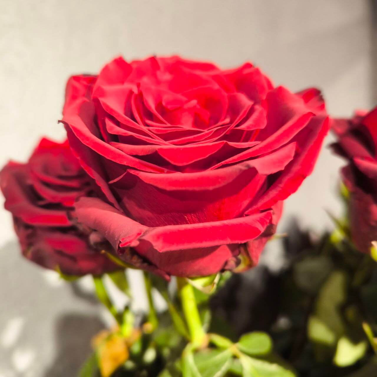 rose Explorer, троянда Експлоуер