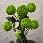 Зелена хризантема Code Green (Код Грін) для букетів