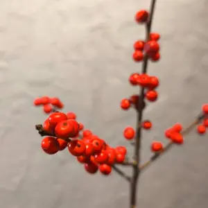 Ілекс червоний