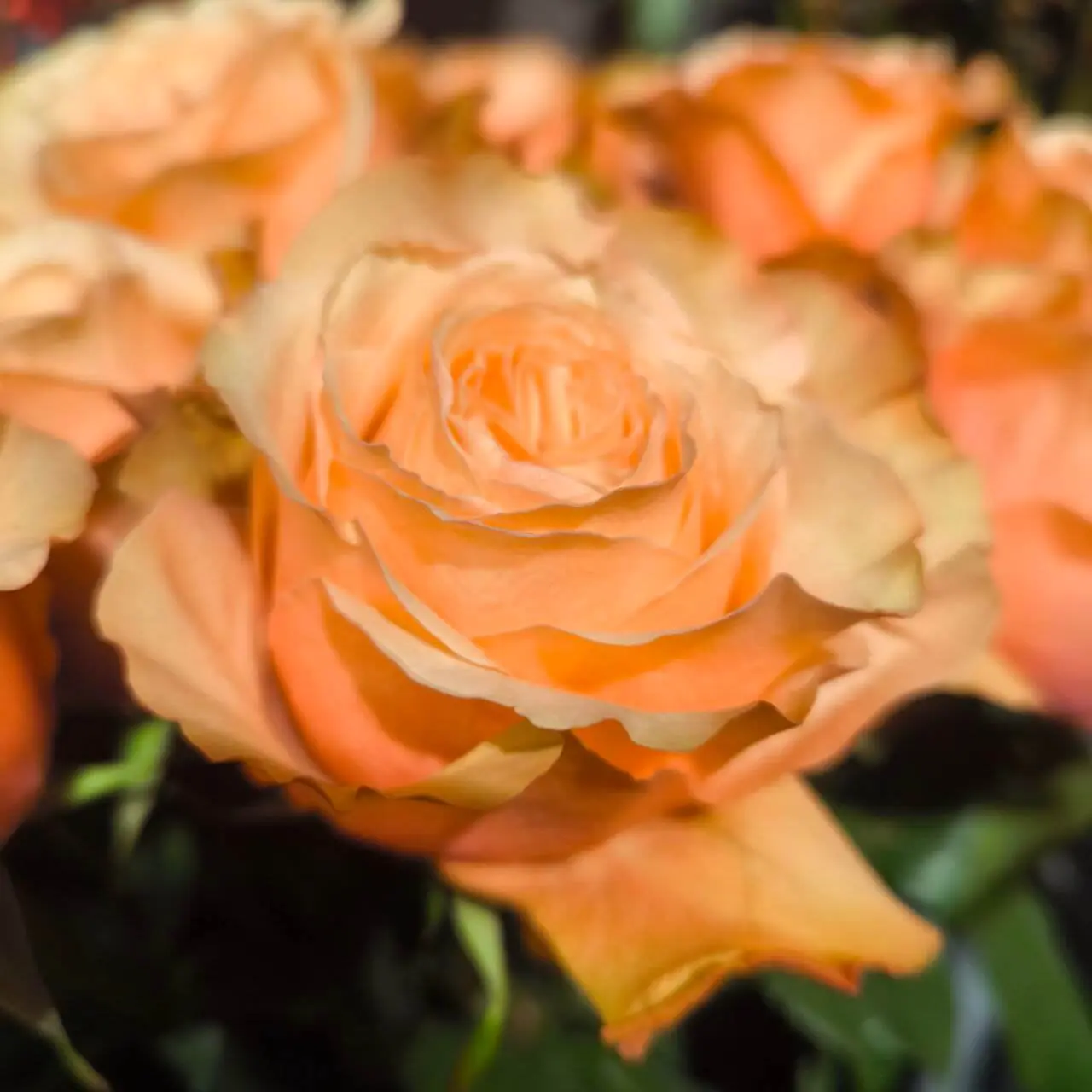 rose kahala, трояндка Кахала