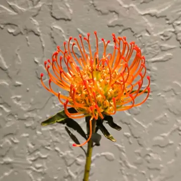 Помаранчевий леукоспермум (Leucospermum)