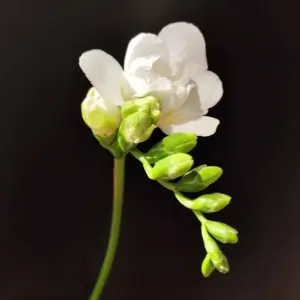 Фрезія біла