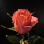 Rose Hard Rock