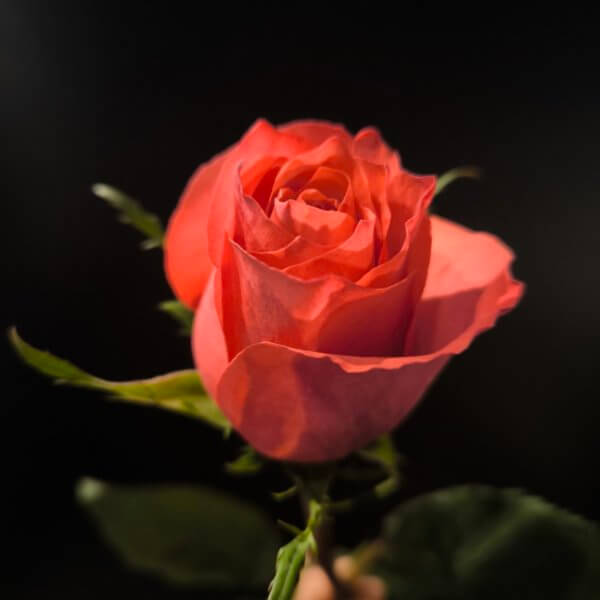 Rose Hard Rock