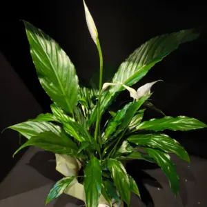 Спатіфілум Spathiphyllum, d12 h60
