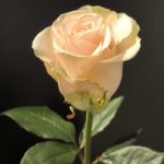 salma rose