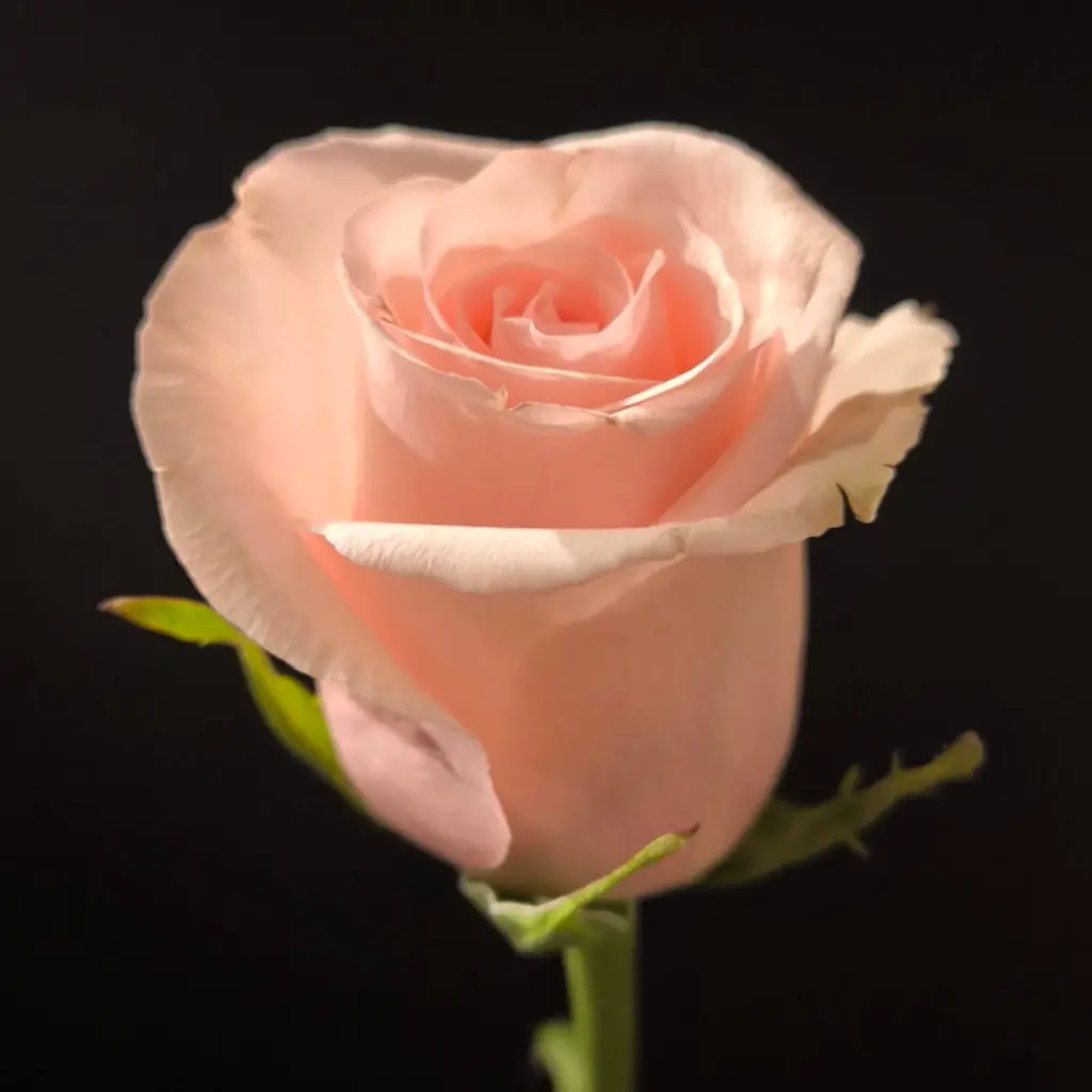 Rose Unforgiven