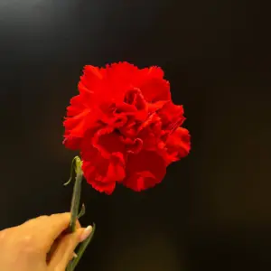 Гвоздика Червона