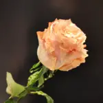 Rose Shimmer
