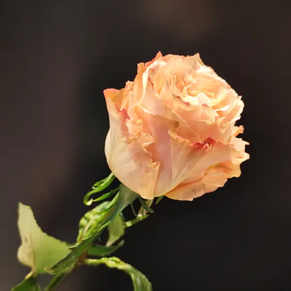 Rose Shimmer