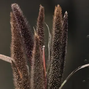 Пенісетум (Pennisetum)