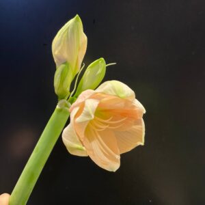 Амаріліс рожевий